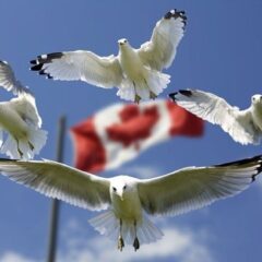 Canada flags and Doves
