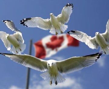 Canada flags and Doves